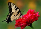 Butterflies--8 copy  Dozens of butterflies, including this Eastern Tiger Swallowtail, swarm a field of cosmos and zinnias in full bloom along Spartanburg&#39;s Cottonwood Trail on Wednesday morning, 9-14-05.   (NOTE: Stand-alone FEATURE)